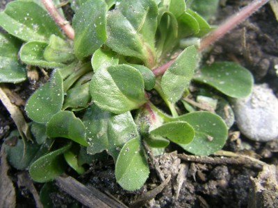 keimlinge 2008 006.JPG