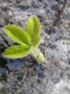 keimlinge 2008 005.JPG