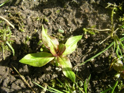 keimlinge 2008 003.JPG