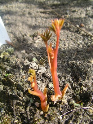 keimlinge 2008 012.JPG