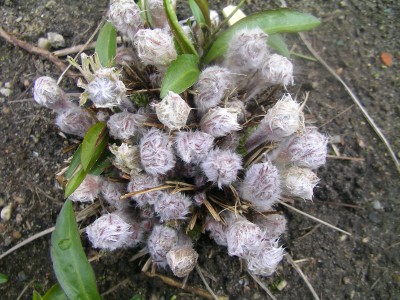 keimlinge 2008 010.JPG