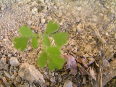keimlinge 2008 009.JPG