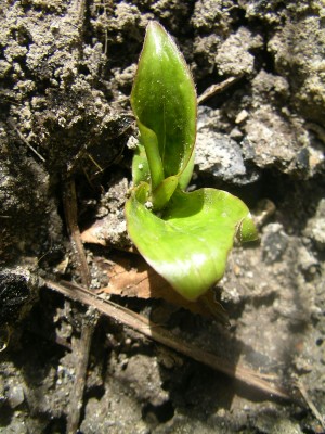 keimlinge 2008 008.JPG