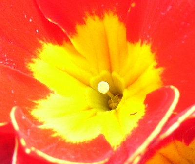 Makro 033bb.jpg