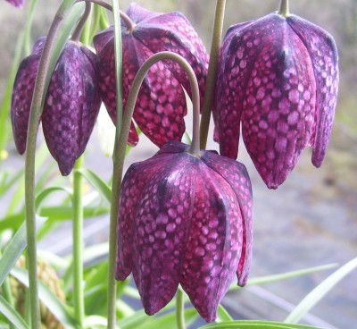 Makro 027bb.jpg