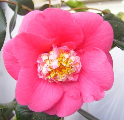 Makro 025bb.jpg