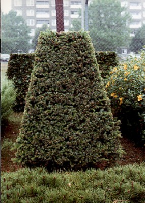 Picea omorika.jpg