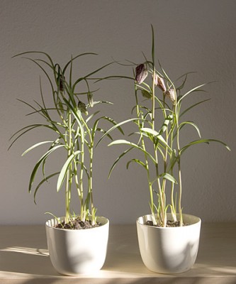 Schachbrettblumen.jpg