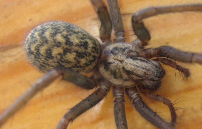 IMG_4502a Spinne.jpg