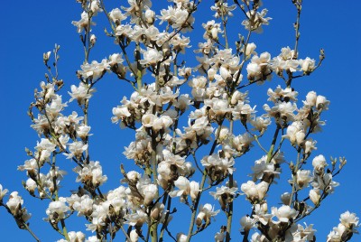 reichblühende Magnolie w.jpg