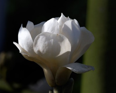 Magnolienblüte w.jpg