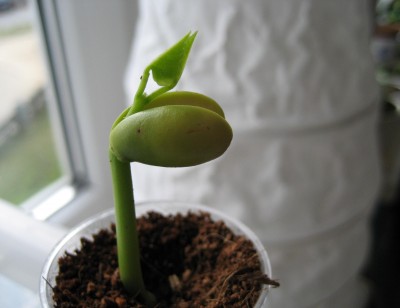 korallenstrauch neuer.JPG