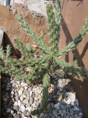 Cylindropuntia imbricata2.JPG