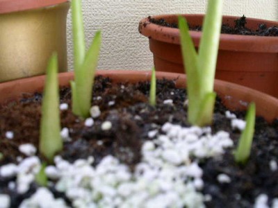 PICT0290.JPG