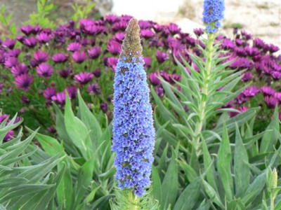 Echium.jpg