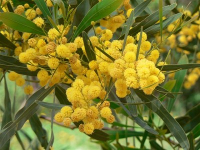 Acacia.jpg