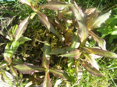 phlox 002.JPG