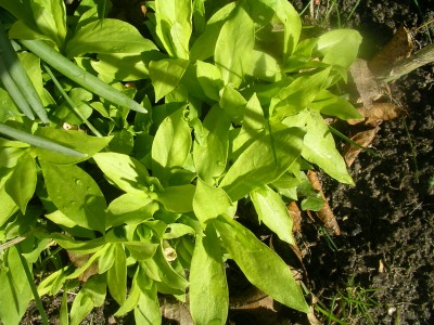 phlox 001.JPG