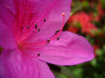 rhodo_makro.jpg