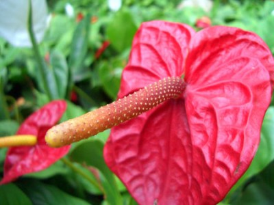 flamingoblume_makro.jpg