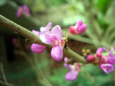cercis_makro.jpg