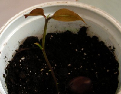 Litschisämling w.jpg