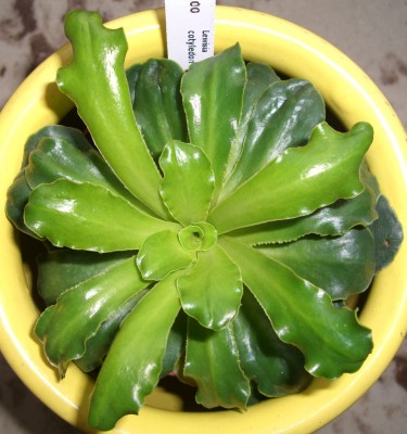 Lewisa cotyledon Hybr..JPG