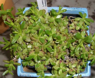 Delosperma lineara.JPG