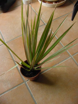 Cordyline Obi.jpg