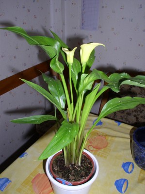 P1010025.JPG