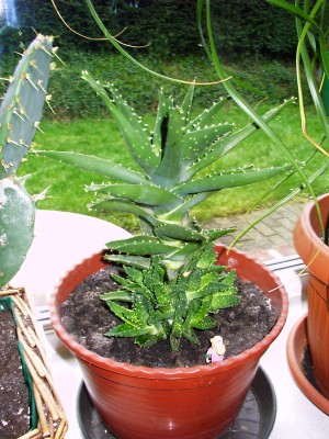 IMAG0025.JPG