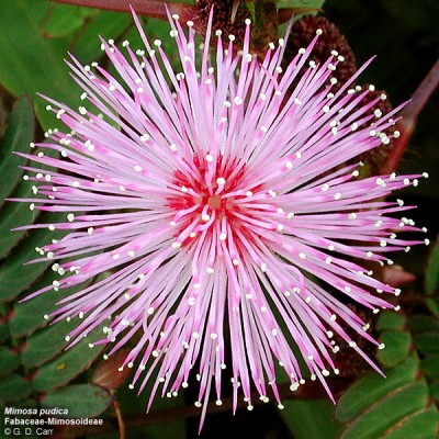 mimosa pudicas.jpg