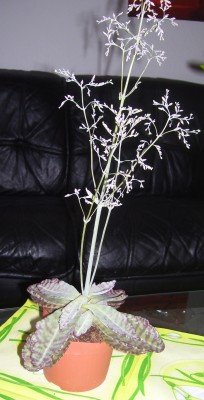 Makro 071c.jpg