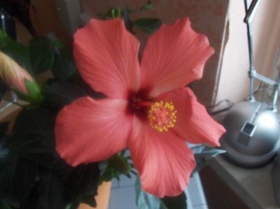 Pflanzen 091.jpg