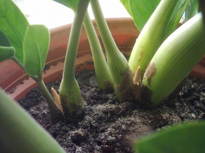 Zamioculcas.JPG