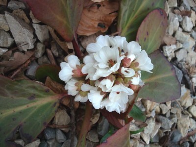 17.03.2008 bergenie.jpg