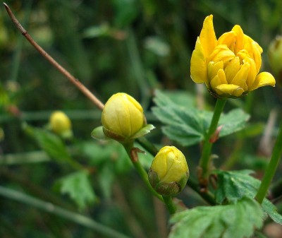 17.03.2008 kerria.jpg