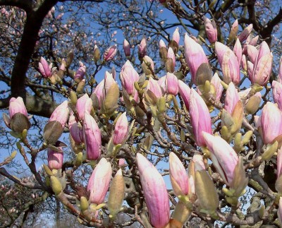 17.03.2008 magnolie.jpg
