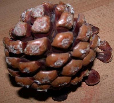 DSCN9728.jpg