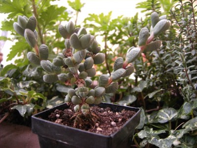 Delosperma lehmannii.jpg