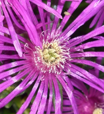 Delosperma  Deleeuwiae5.JPG