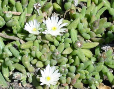Delosperma D.sp. Graaf Reinet ouberg RSA3 (2).JPG
