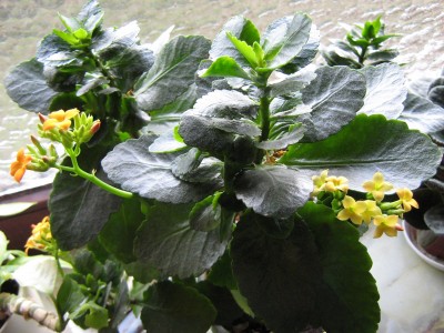 IMG_4511 Kalanchoe zweifarbig.JPG