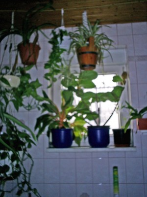 S4026506_edited.JPG