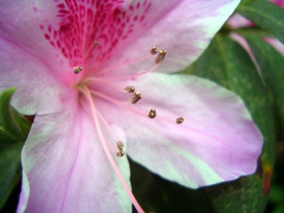 rhodo_makro_4.jpg