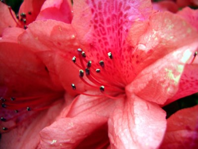rhodo_makro_1.jpg