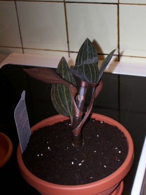 100_1015.jpg