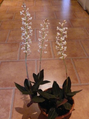 Ludisia discolor.jpg