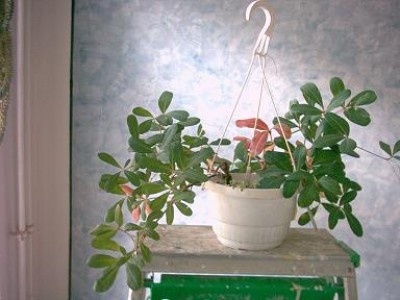 Rhoicissus digitata.JPG