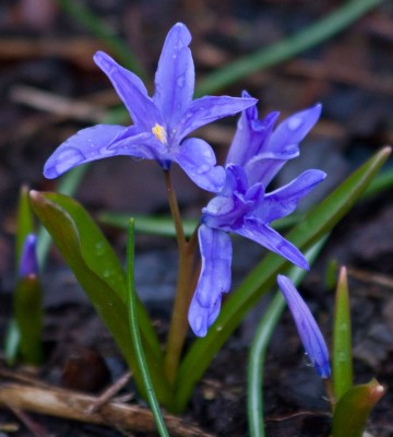 20080321_Garten_0009_blauBlümchen.jpg